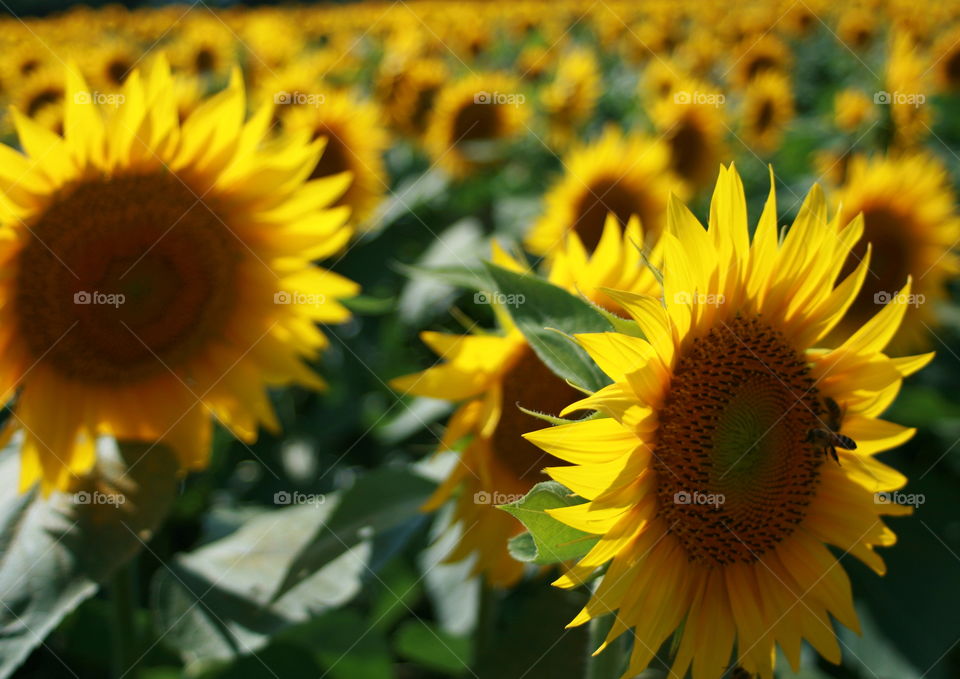 Sunflowers 