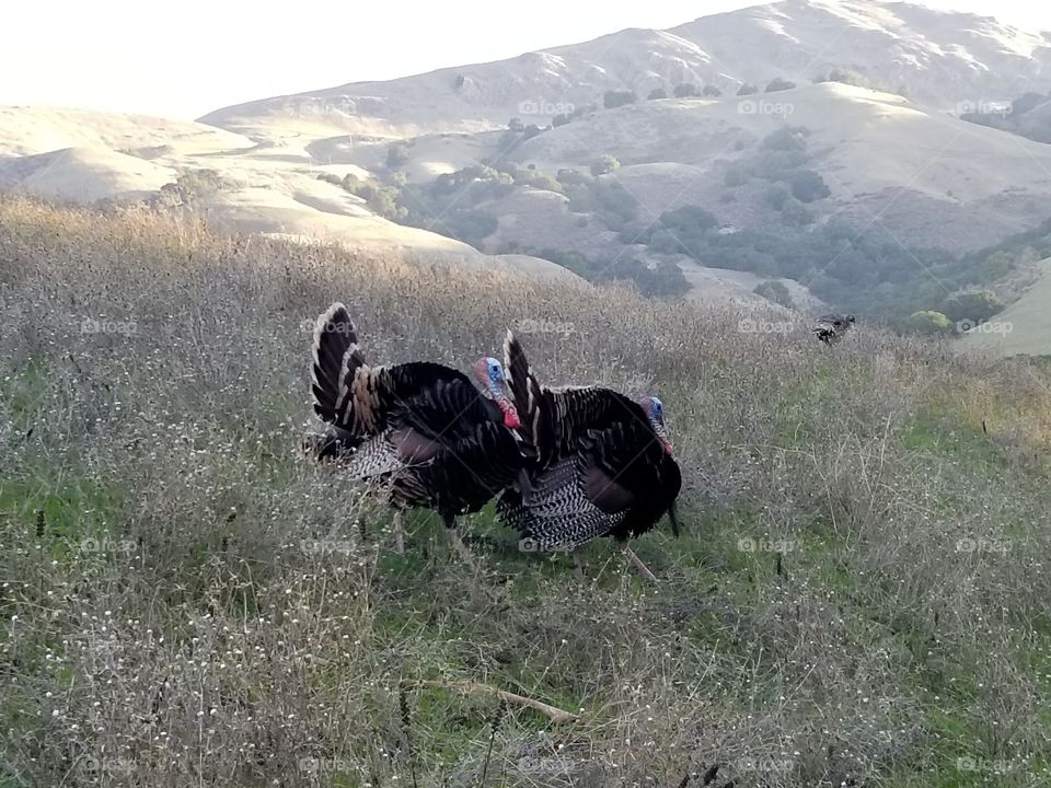 Turkeys in a field