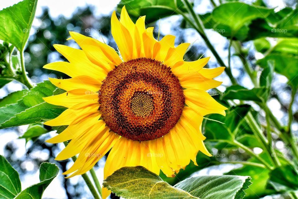 A yellow sunflower on a summer day in a garden in Indiana 
