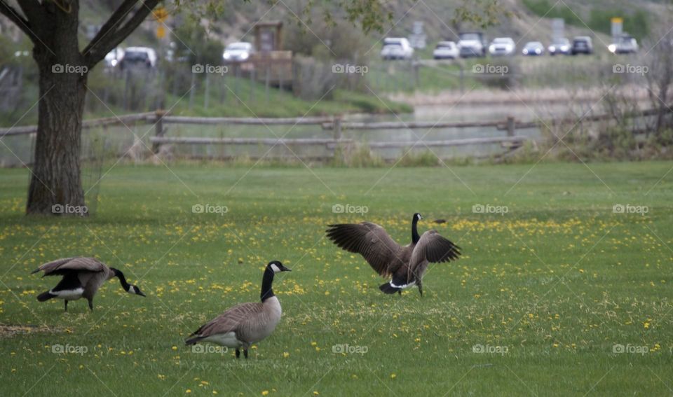 A male goose chases another goose in a park