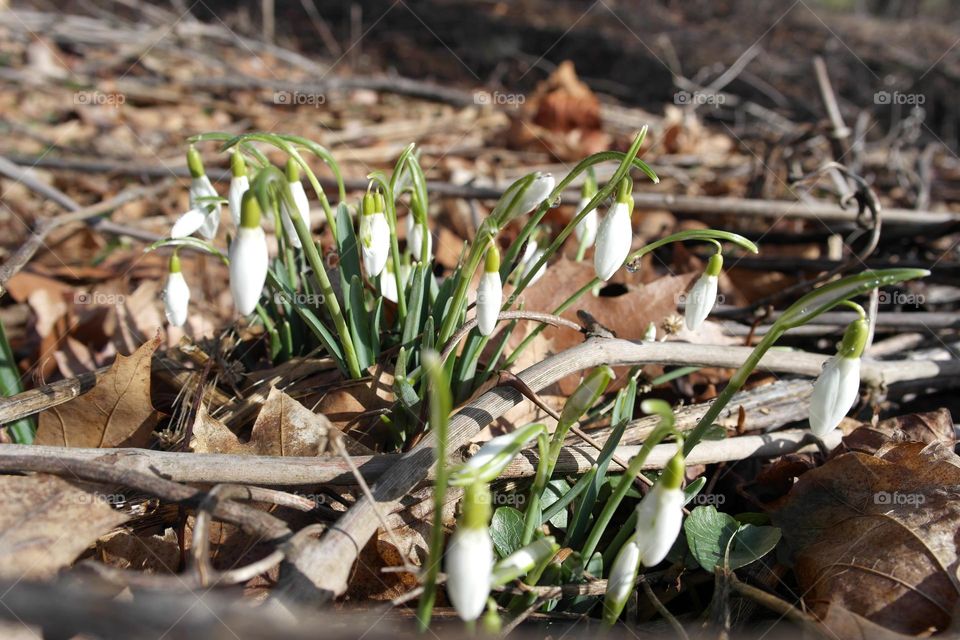 Snowdrops in a dry leaves 