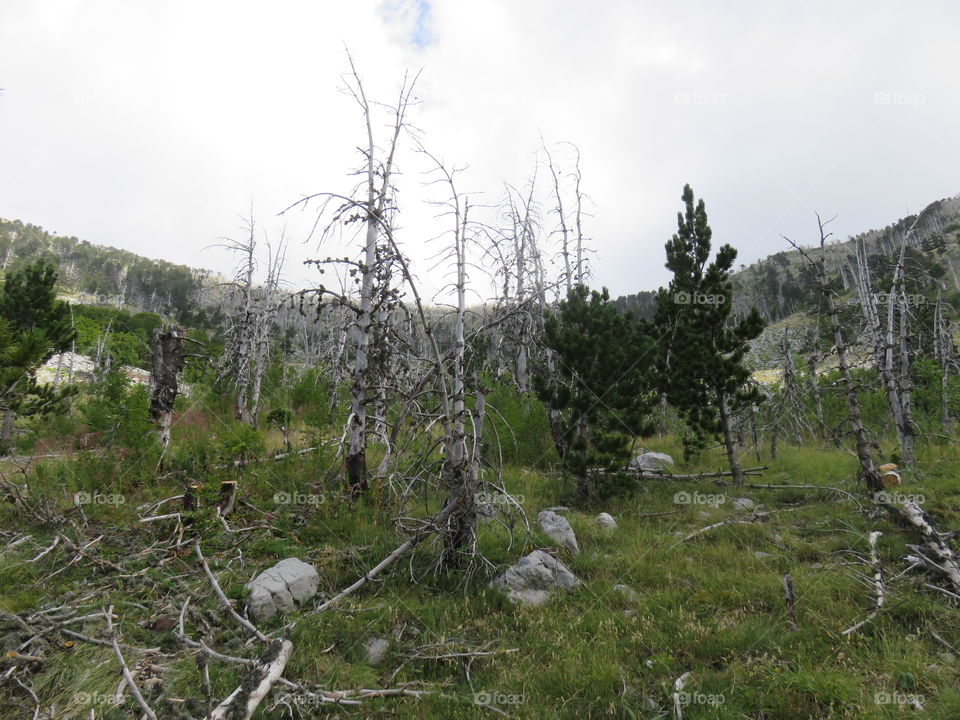 Mountain Orjen Montenegro valley with dried tree trunks hit by a lightning