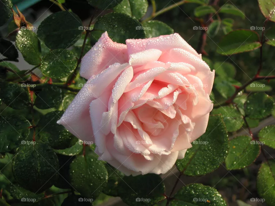 Роза 🌹Rose
