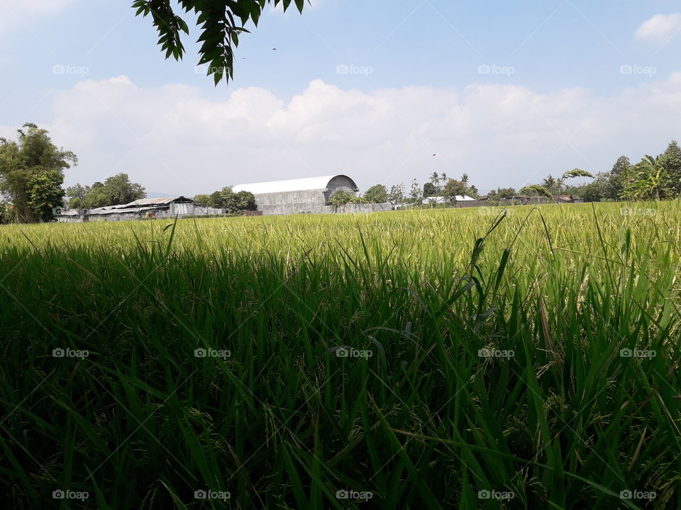 rice fields Yogyakarta