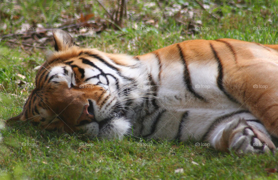 Tiger sleeping on grass