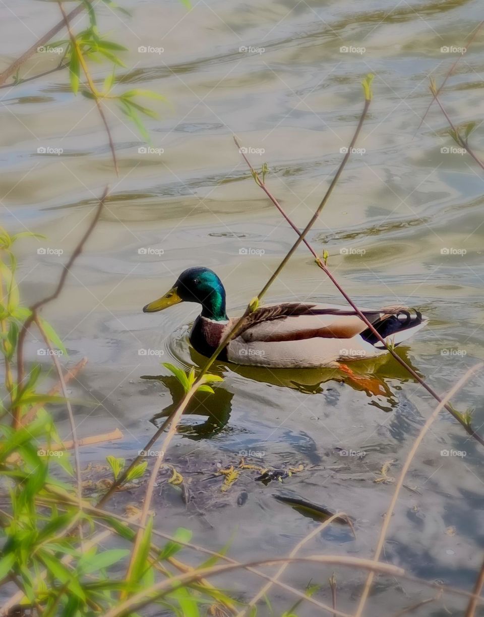 the duck had pretty colours ...had to take a pic