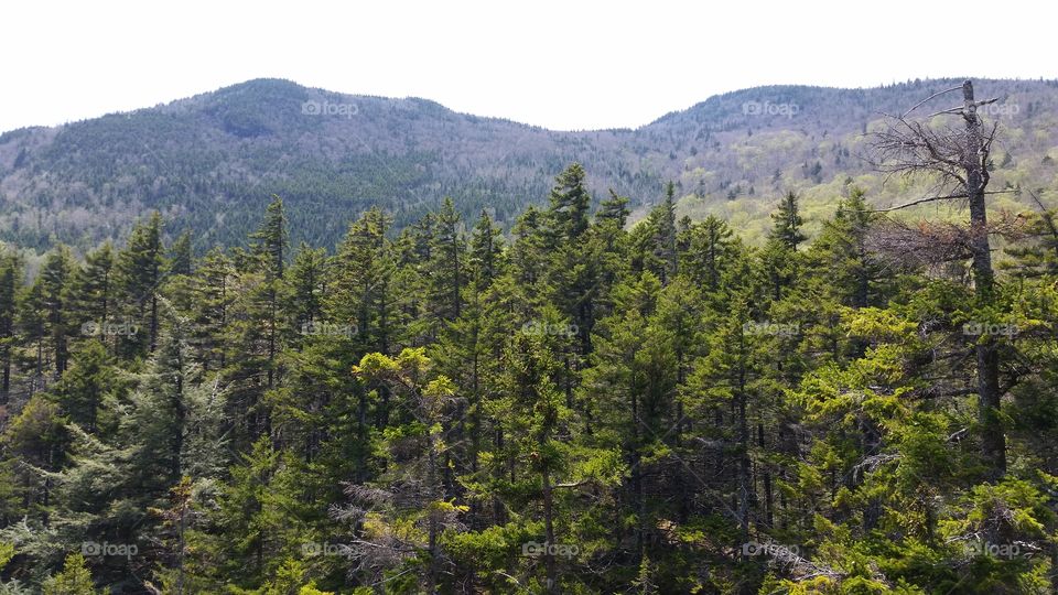 Serenity in the White Mountains