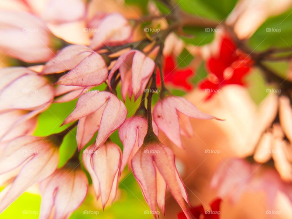 Pink flower bunch