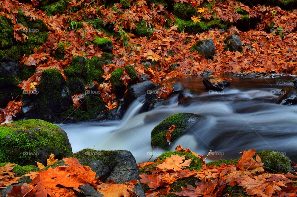 Autumn leafs falling near river