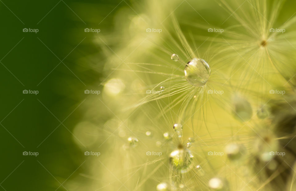 Close-up of dandelion flower