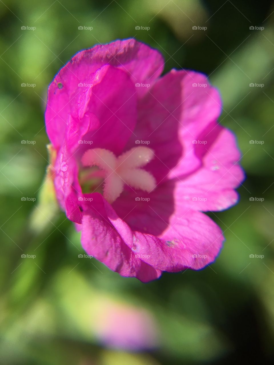 Pink wildflower closeup