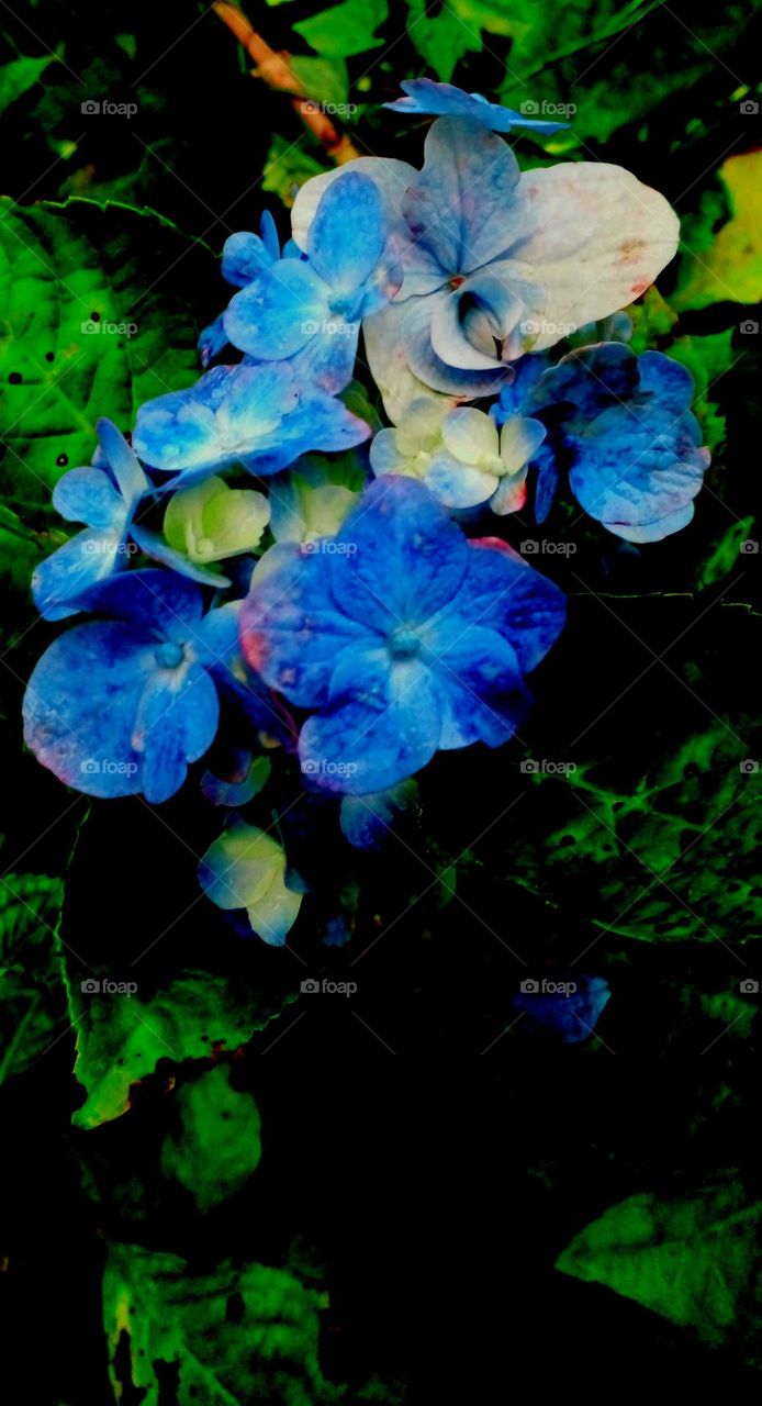 naturelove, beautiful flowers, lovely, colourful, drak picture