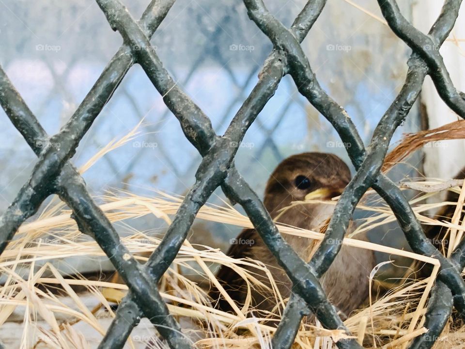 Sparrow on the nest 