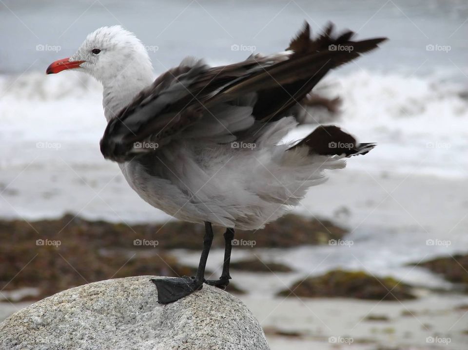 Shake your tail feather :)