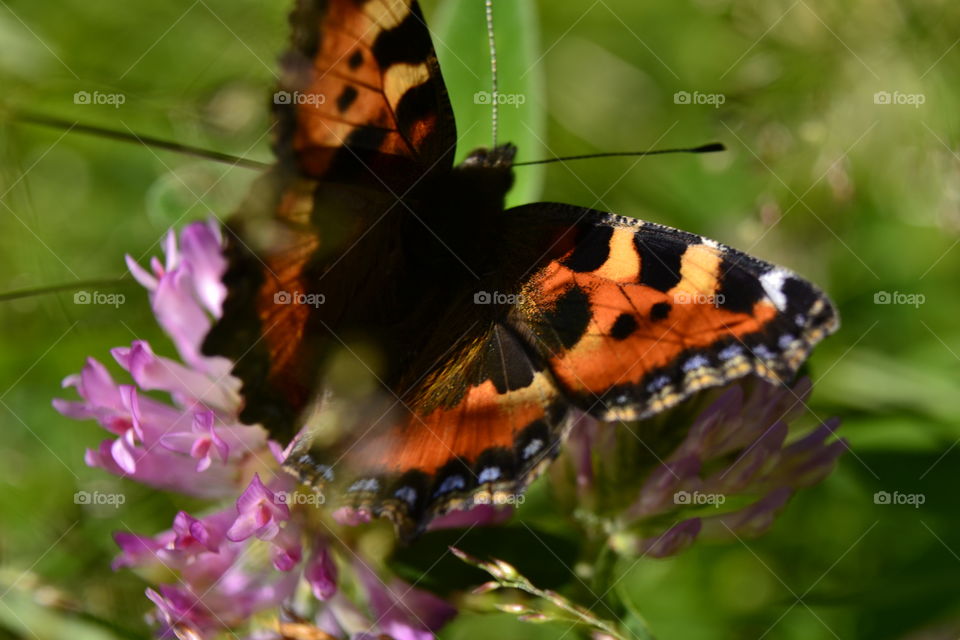 Colourful Butterfly