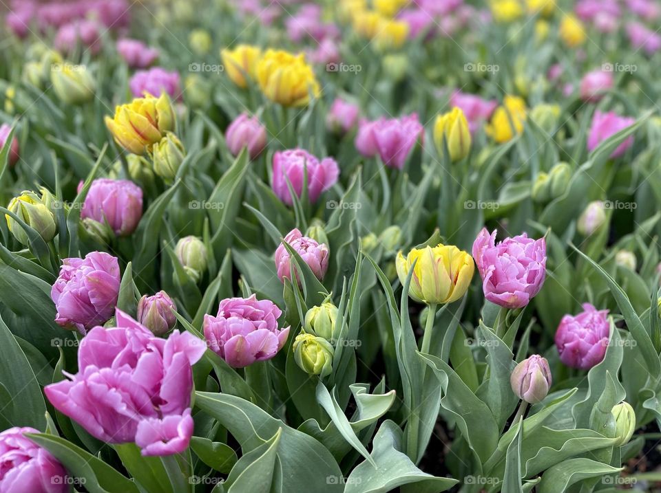 Blooming peony tulips purple and yellow 