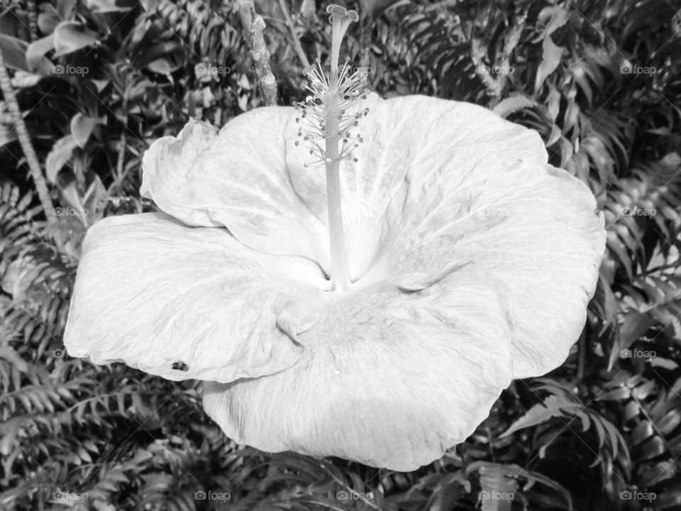 Black and white hibiscus