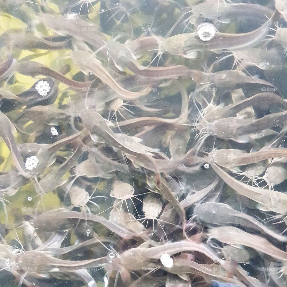 Small catfish in fish pond