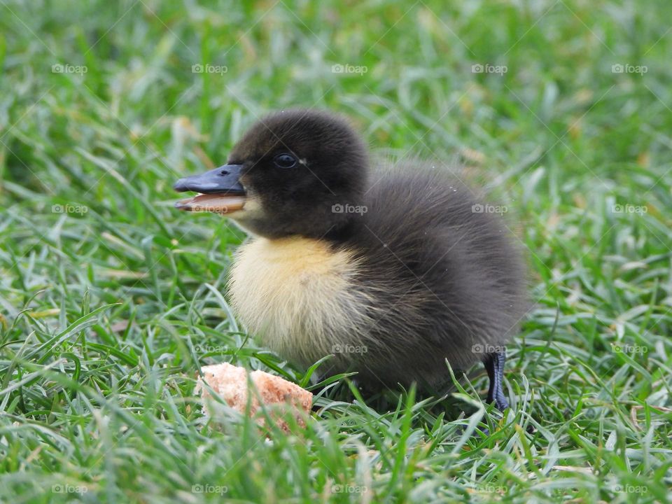 A duckling at the river 