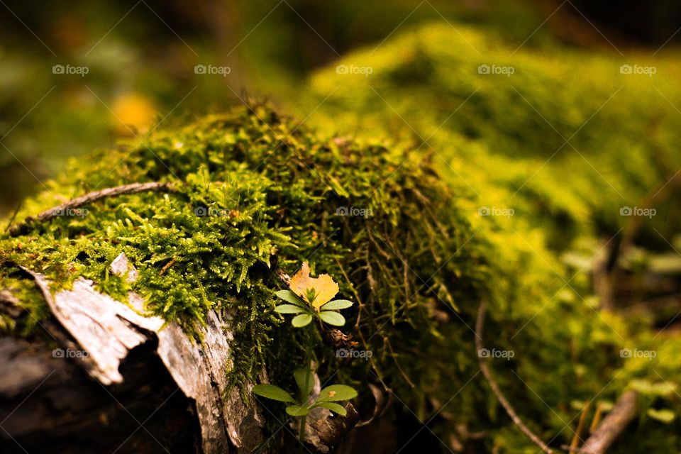 forest moss