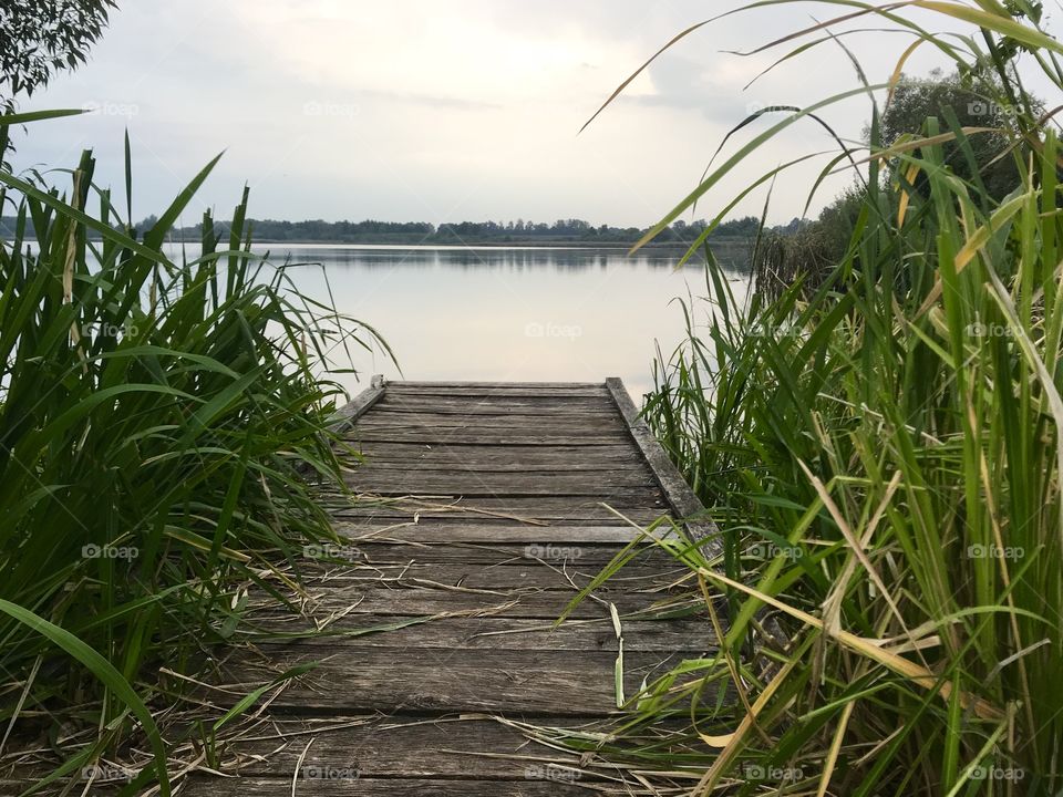 Wooden boardwalk with reeds