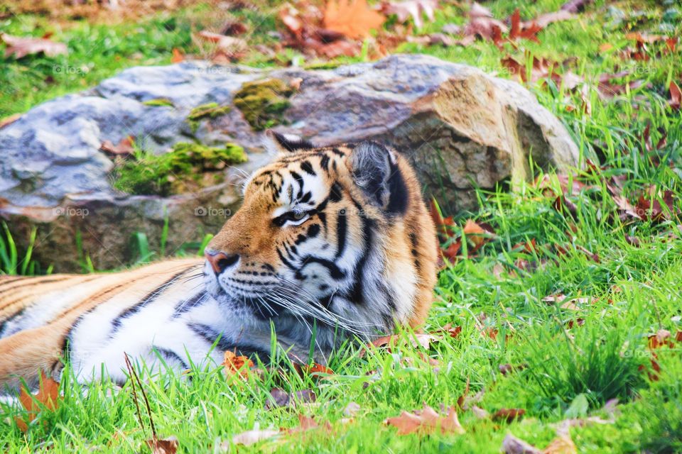 Resting Siberian tiger 