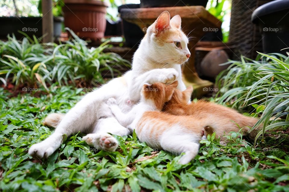 mom cat breastfed her babies
