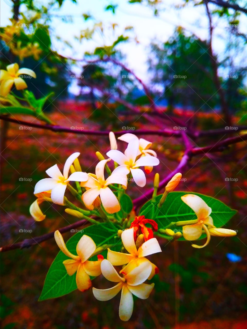 evening click, flower of beauty