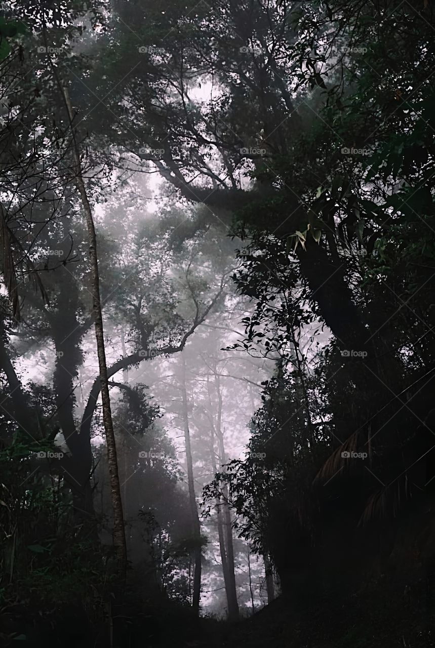 deep dark forest good ozone