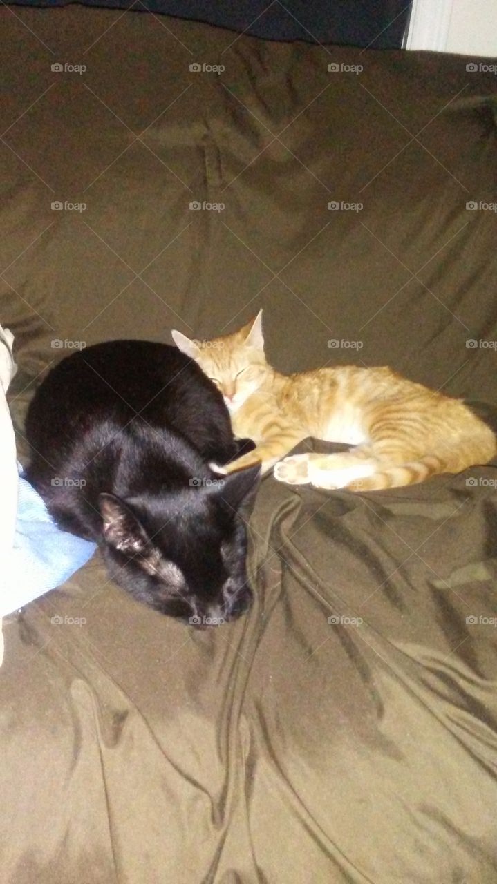 Donnie and Artemis Sleeping