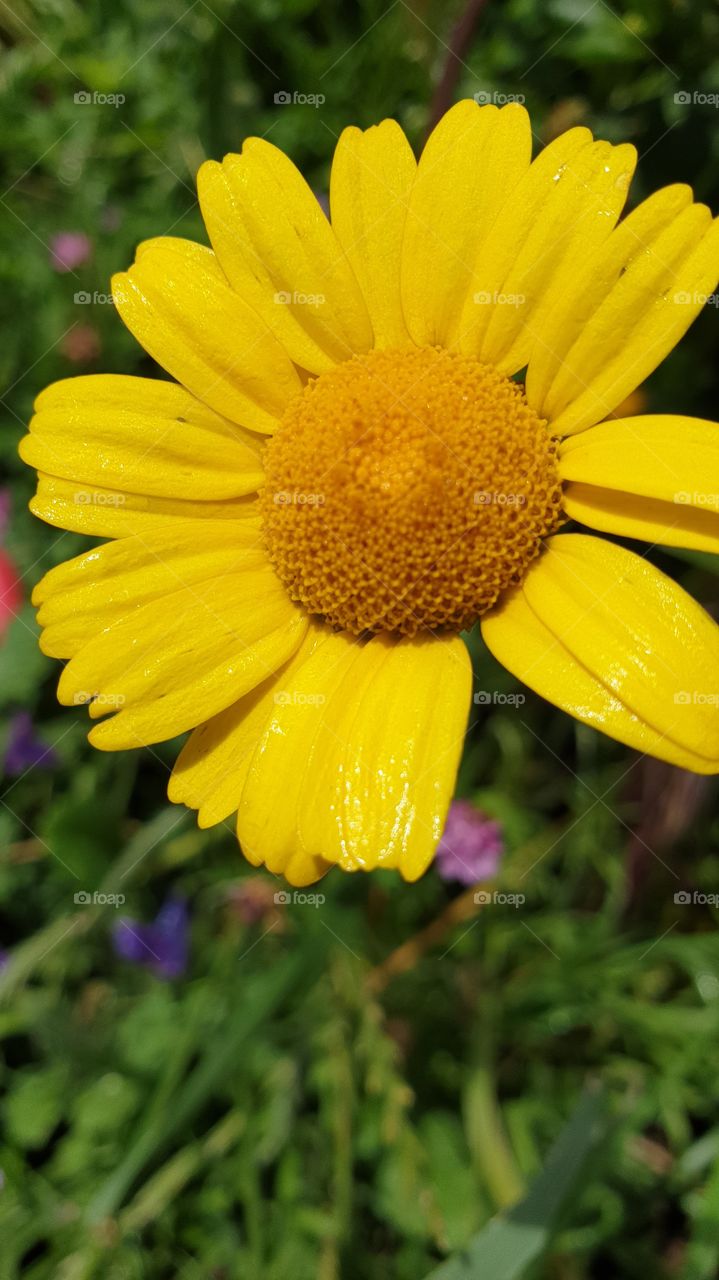 Yellow flower