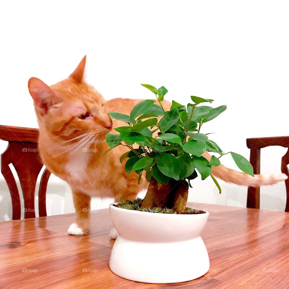 Kitty and bonsai 