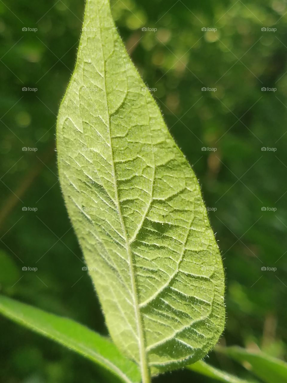 Beautiful Leaf