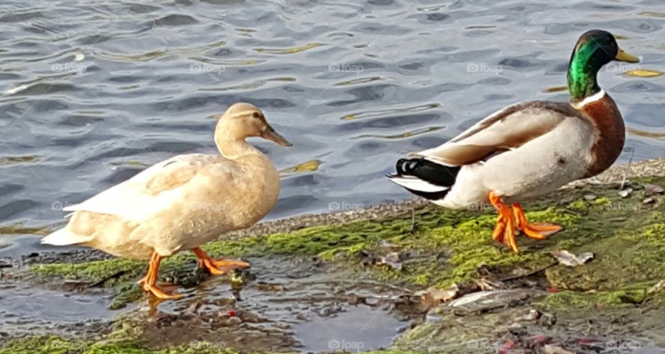 ducks walking