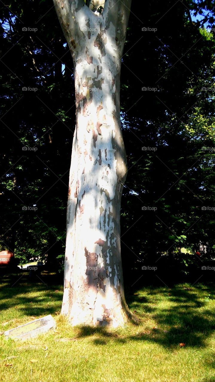 Tree, Nature, Wood, No Person, Park