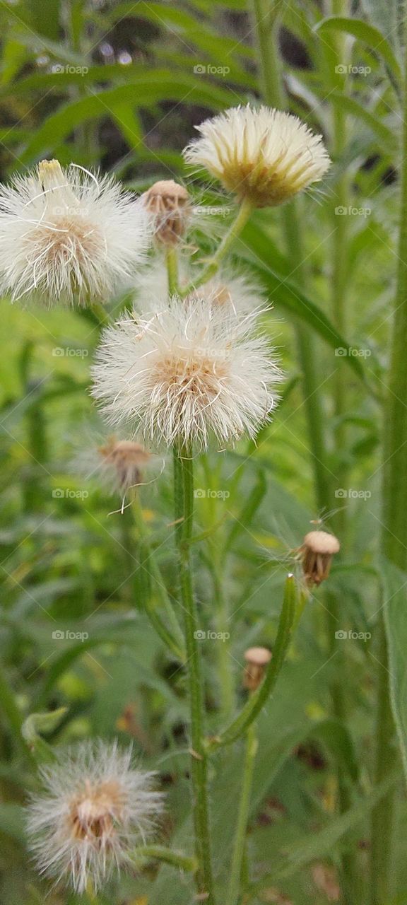 Dandelion