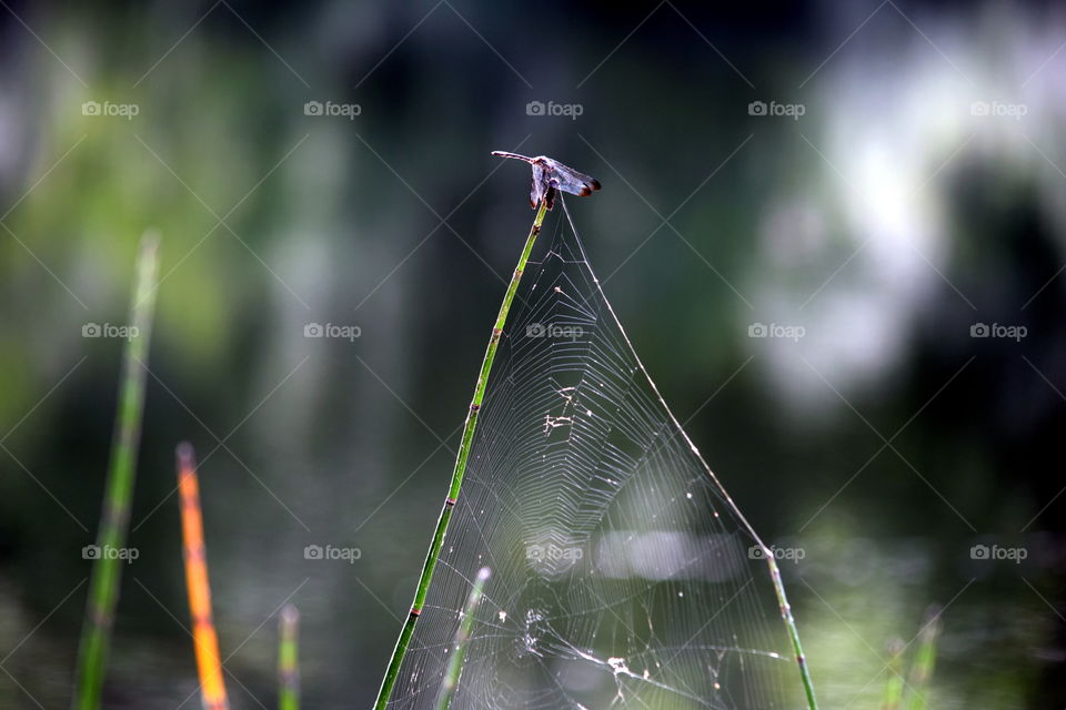 Dragonfly & Spiderweb