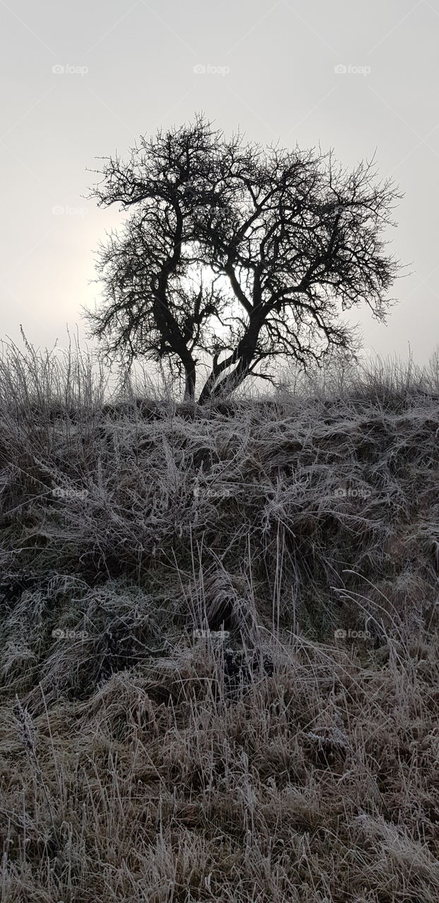 Von Sonne durchstrahlte Baumsilhouette auf gefrorener Wiese am Nebel Morgen
