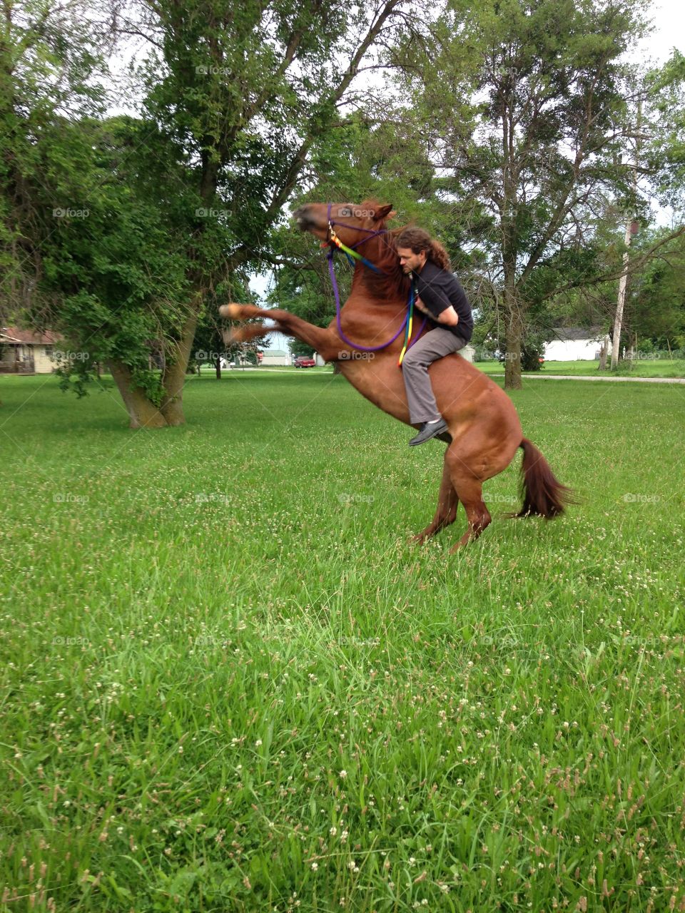 Mustang horse. Breaking in the newest member of our family .. Wild horses will always be wild.. Embrace it..!