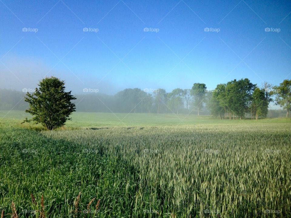 No Person, Rural, Landscape, Countryside, Summer