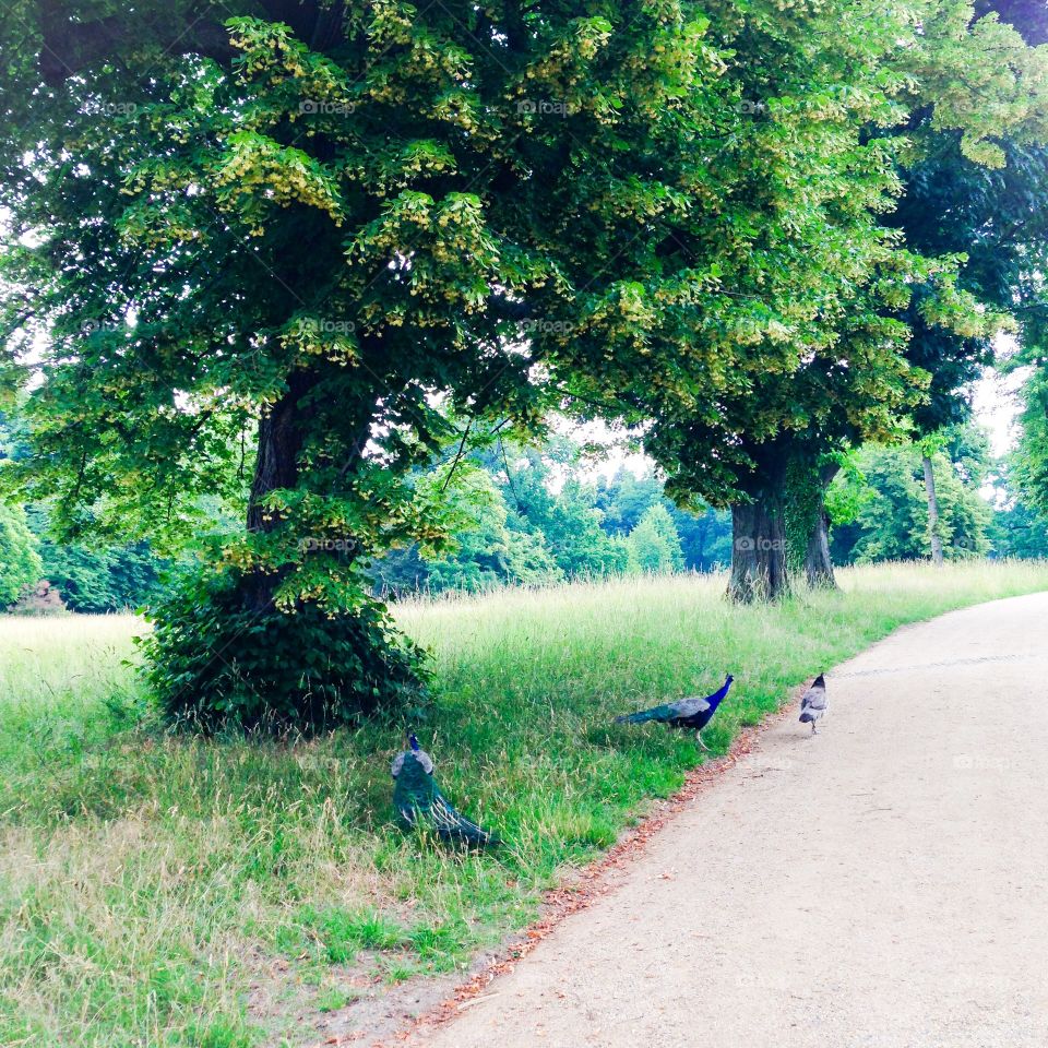 pfaueninsel peacocks