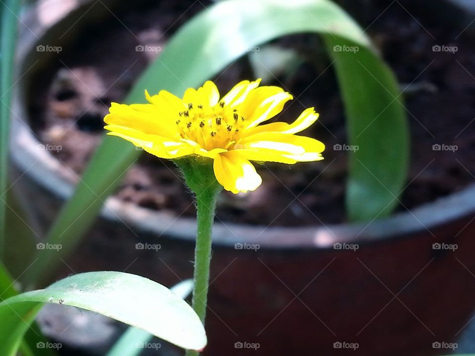 yellow flower