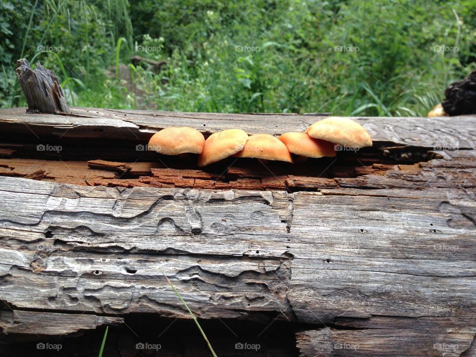 Mushrooms on a Log. Workmans Creek, Arizona