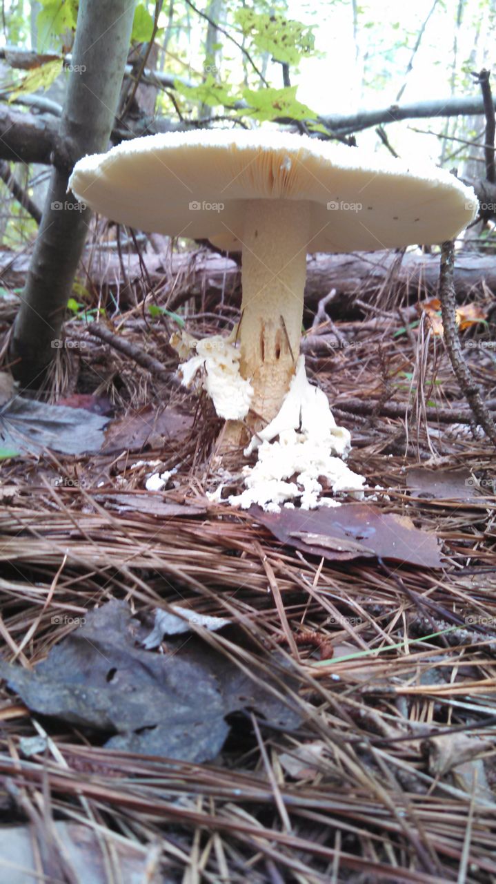mushroom in the woods