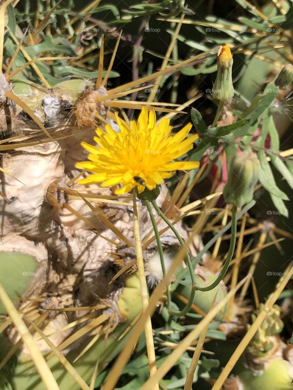 Beautiful yellow flower beautiful cactus