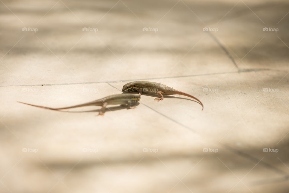 2 lizards staring at each other ready to fight