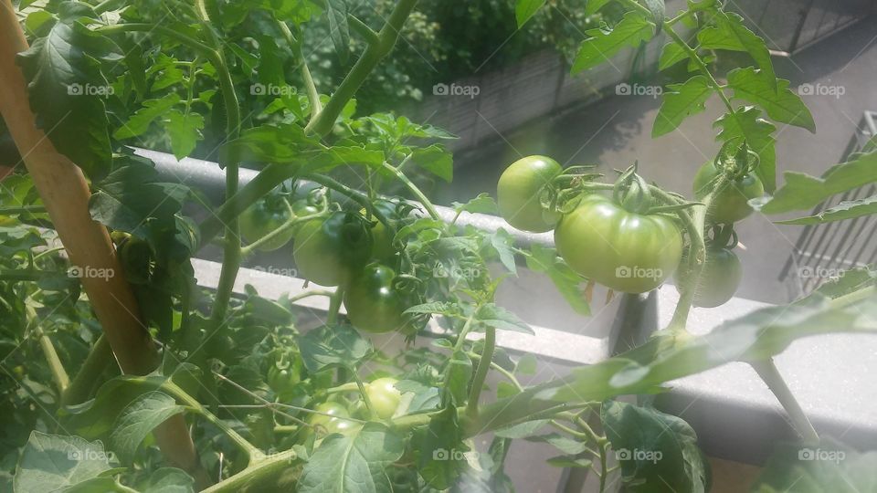 Plant pot tomato