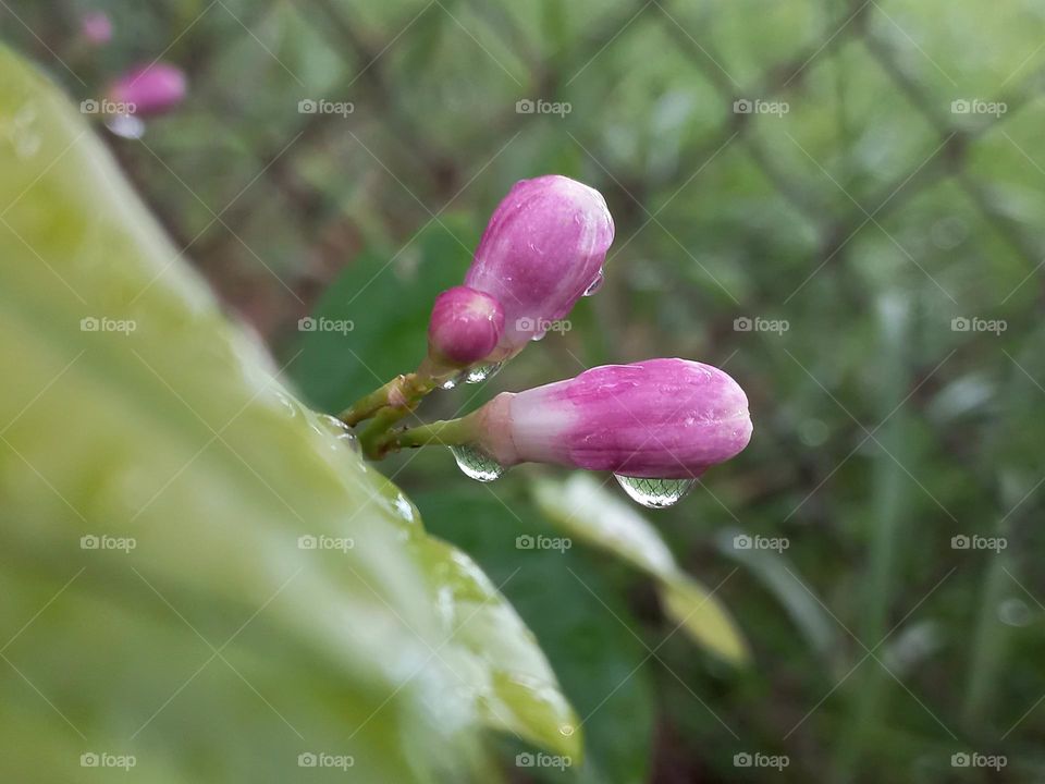 raindrops on a lemon flower bud.