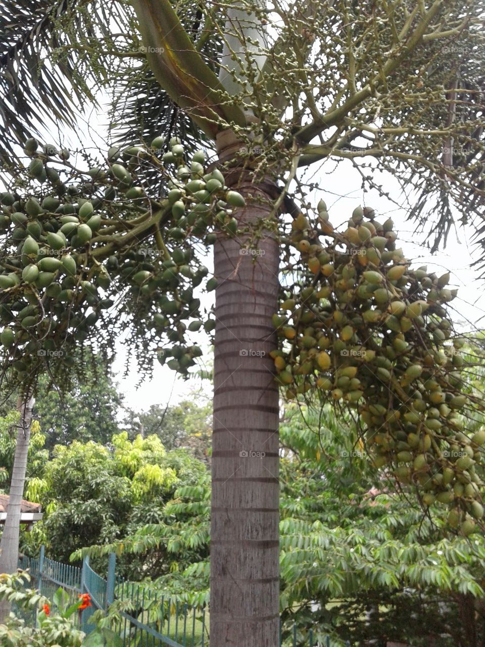 Palm species