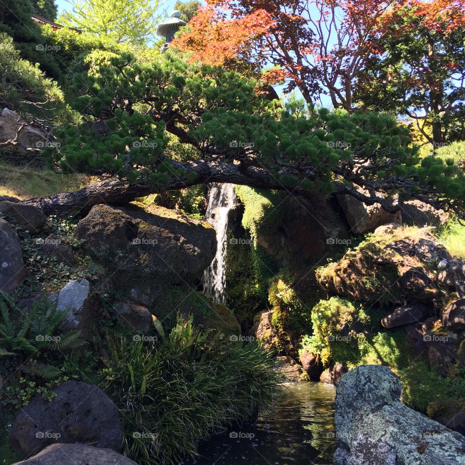 Japanese Garden, San Francisco, SF, Urban Garden, Tree, Greens, Stream, Rocks, Relaxing, Inviting, Meditation, Lively and Peaceful, California, CA